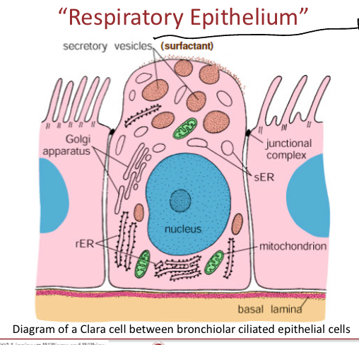 <p>In tracheea and bronchi, they are protein secreting cells and secret surfractant, they’re found deep in the lungs. They’re secretory vesicles show up as a lighter color in microscopy</p>