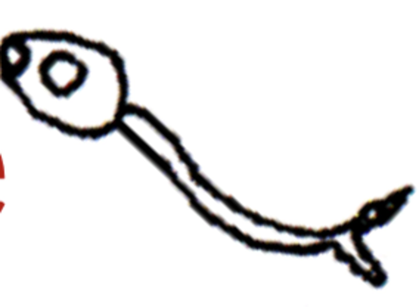 <p>Cercaria (penetrates skin)</p>