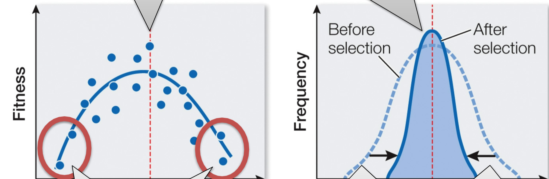 Preserves average phenotype; often called purifying selection