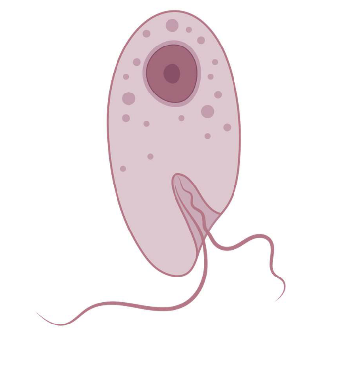 <p>A whip like appendage used for movement in microorganisms. Only in animal cells.</p>