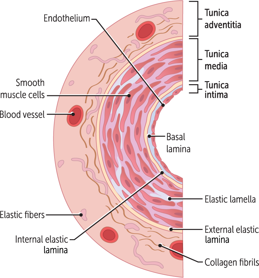 <p>Tunica intima (aka, tunica interna) </p><ul><li><p>the innermost layer of the vessel </p></li><li><p>comprises endothelium, an underlying basement membrane, and a subendothelial layer (connective tissue). </p><ul><li><p>The endothelial layer is simple squamous epithelium characterized by a smooth, nonadherent surface. The nonadherent surface allows red blood cells and platelets to pass by without sticking.</p></li></ul></li></ul><p></p>