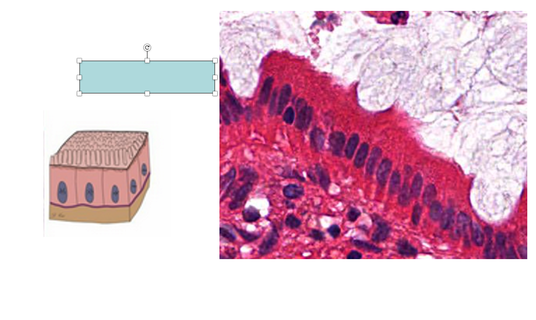 <p>An example of a type of cell is <strong><em><em></em></strong></em>__.</p>