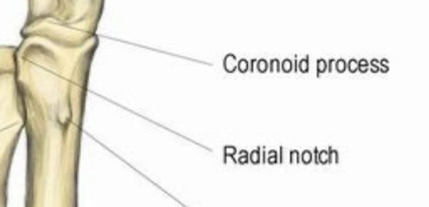<p>Area on the ulna for the radius to insert, near elbow articulation</p>