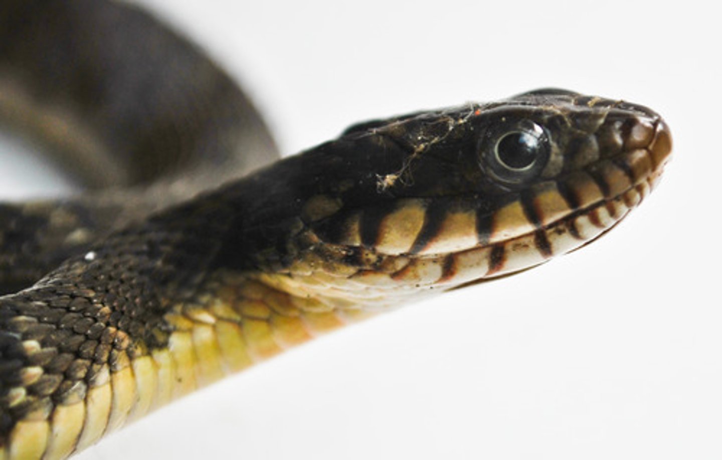 <p>(only some reptiles)</p><p>Eggs may be laid shortly before hatching; Eggs hatch inside mother; Nutrition from yolk</p>