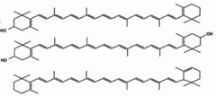 <p>carotenoids</p><p>(Note: includes pigments which produce colors in plants and animals. Subgroups are carotenes and xanthophylls)</p>