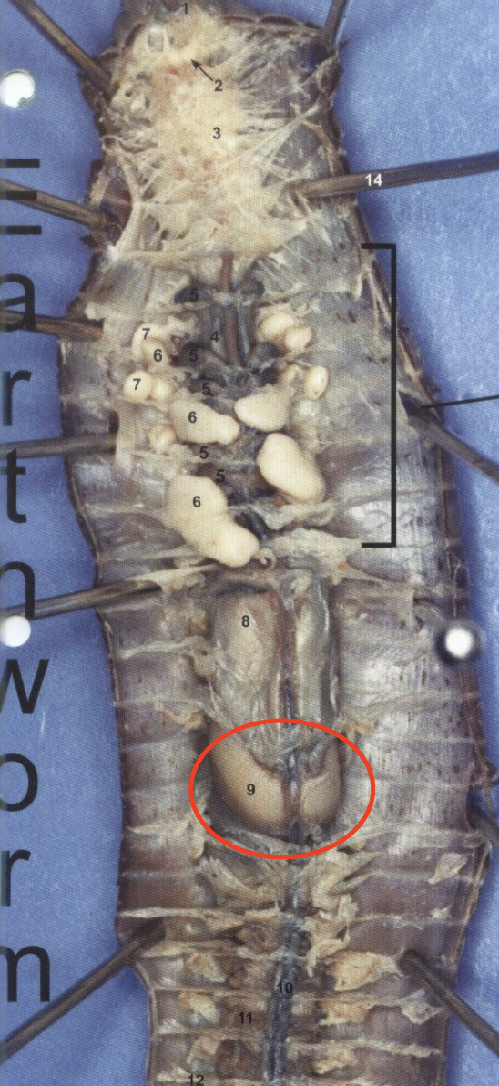 <p>Earthworm: Uses soil to grind up food (below crop)</p>