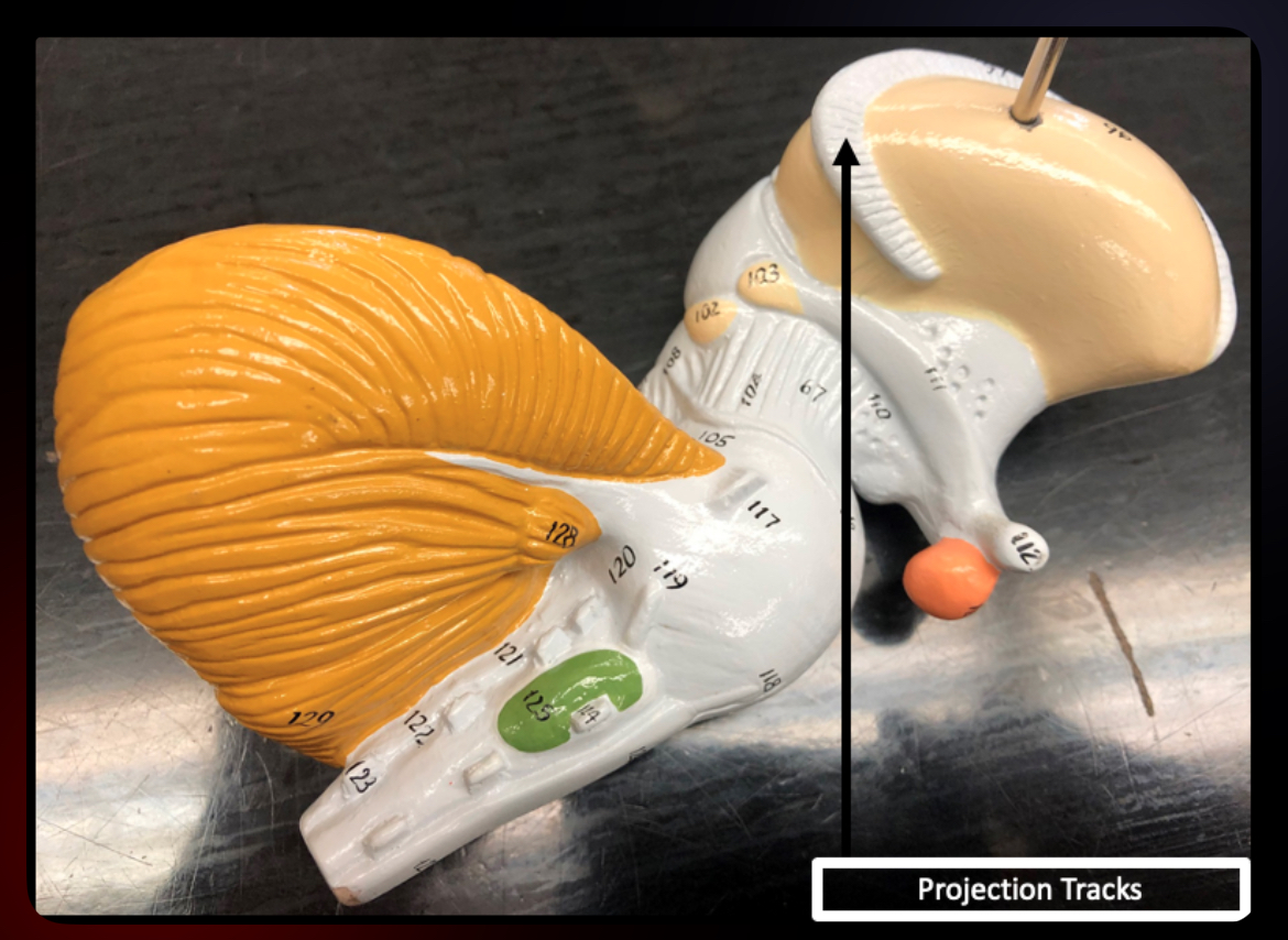 <p>Projection Tracts</p>