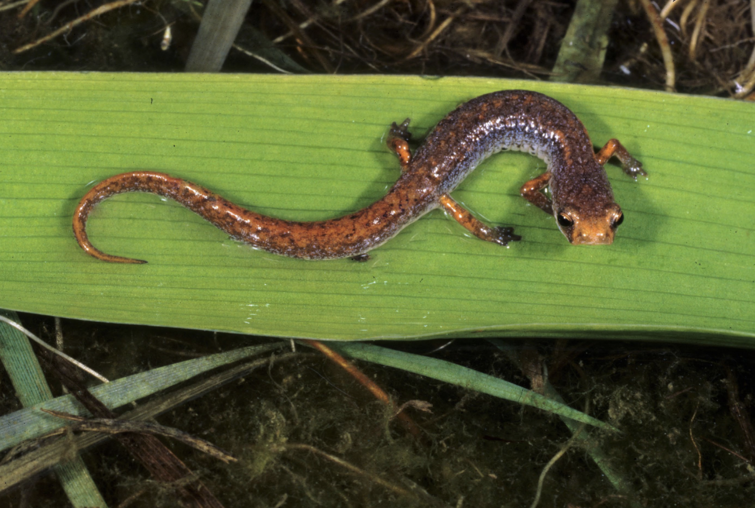 <p>white belly w black spots, swamps bogs ponds only, coils up as defense </p>