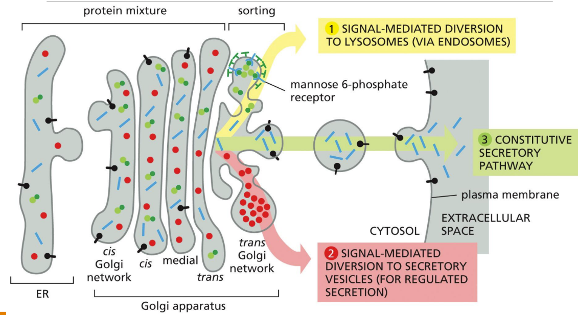 <p><span> proteins destined for cell export are in trans golgi transport vesicles that fuse with the plasma membrane of the cell&nbsp;</span></p><ol><li><p class="Paragraph SCXW152769051 BCX0" style="text-align: left"><span><u>Constitutive secretory pathway</u></span></p></li><li><p class="Paragraph SCXW152769051 BCX0" style="text-align: left"><span><u>Regulated secretory pathway</u></span></p></li></ol><p></p>