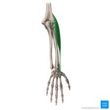 <p>origin: lateral supracondylar ridge of humerus</p><p>insertion: base of metacarpal II</p>