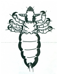 <p>What order is this louse from?</p>