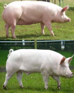 <p>Large white or Yorkshire </p>