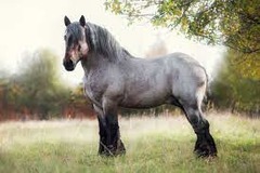 What horse breed?