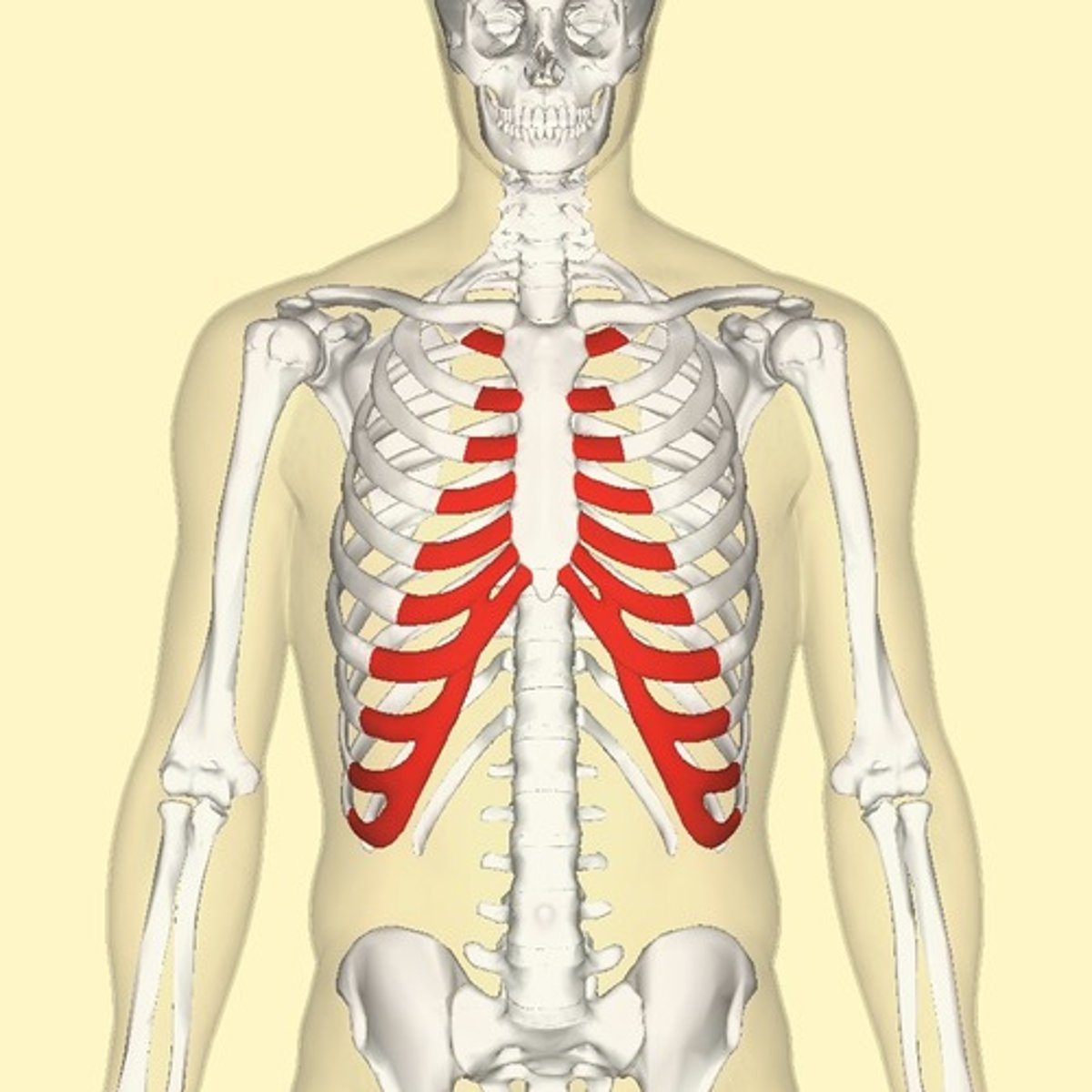 <p>the cartilages that connect the sternum and the ends of the ribs</p>