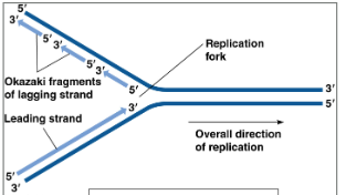 <p>Lagging strand </p>