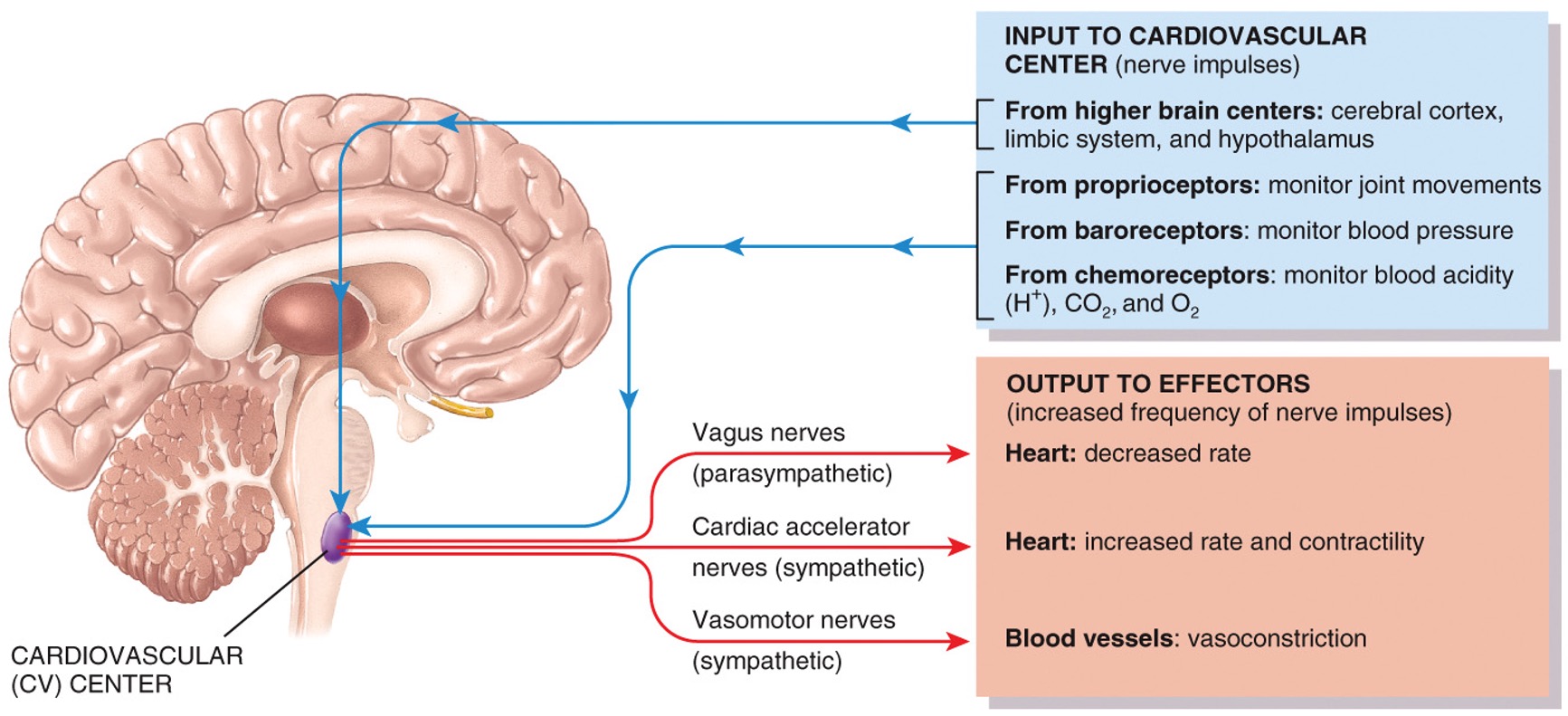 group of neurons that regulate heart rate, contractility and blood vessel diameter