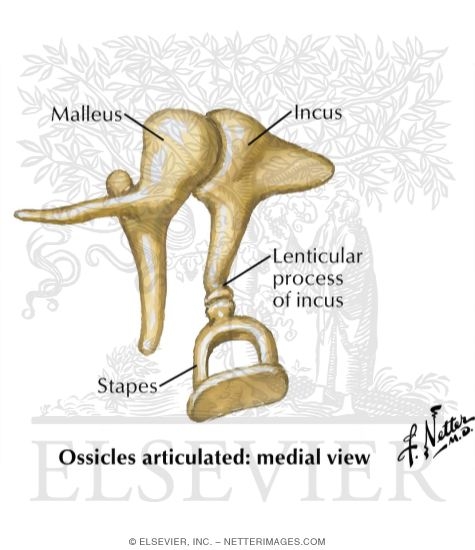 <p>auditory ossicles</p>