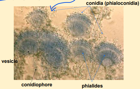 <p>What do aspergillus fumigatus produce?</p>
