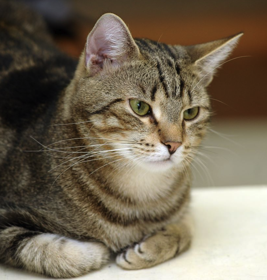 <p><span style="font-family: "Calisto MT";"><span> een van de oudste en meest voorkomende kattenrassen in Europa</span></span></p>