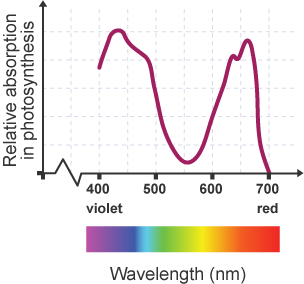 <p>Action spectrum</p>