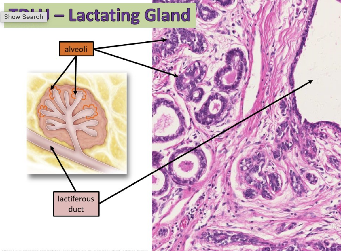 lactating mammary gland