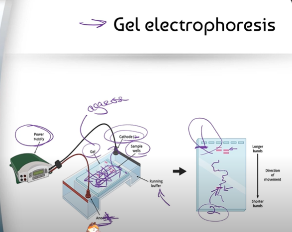 <p><span>Gel electrophoresis is one of the ways we can analyze the DNA we replicated/copied in PCR.</span></p>