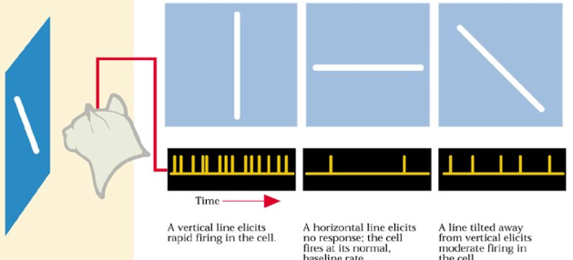 <p>Detect lines and edges</p><ul><li><p><em>Simple Cells:</em> Detect lines and edges in very specific locations and orientations</p></li><li><p><em>Complex Cells:</em> Detect lines and edges in less restricted locations (broader)</p></li></ul><p></p>
