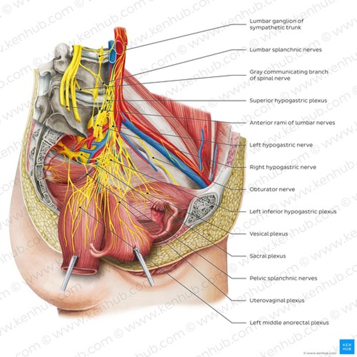 <p>Contains preganglionic neurons that innervate pelvic organs.</p>