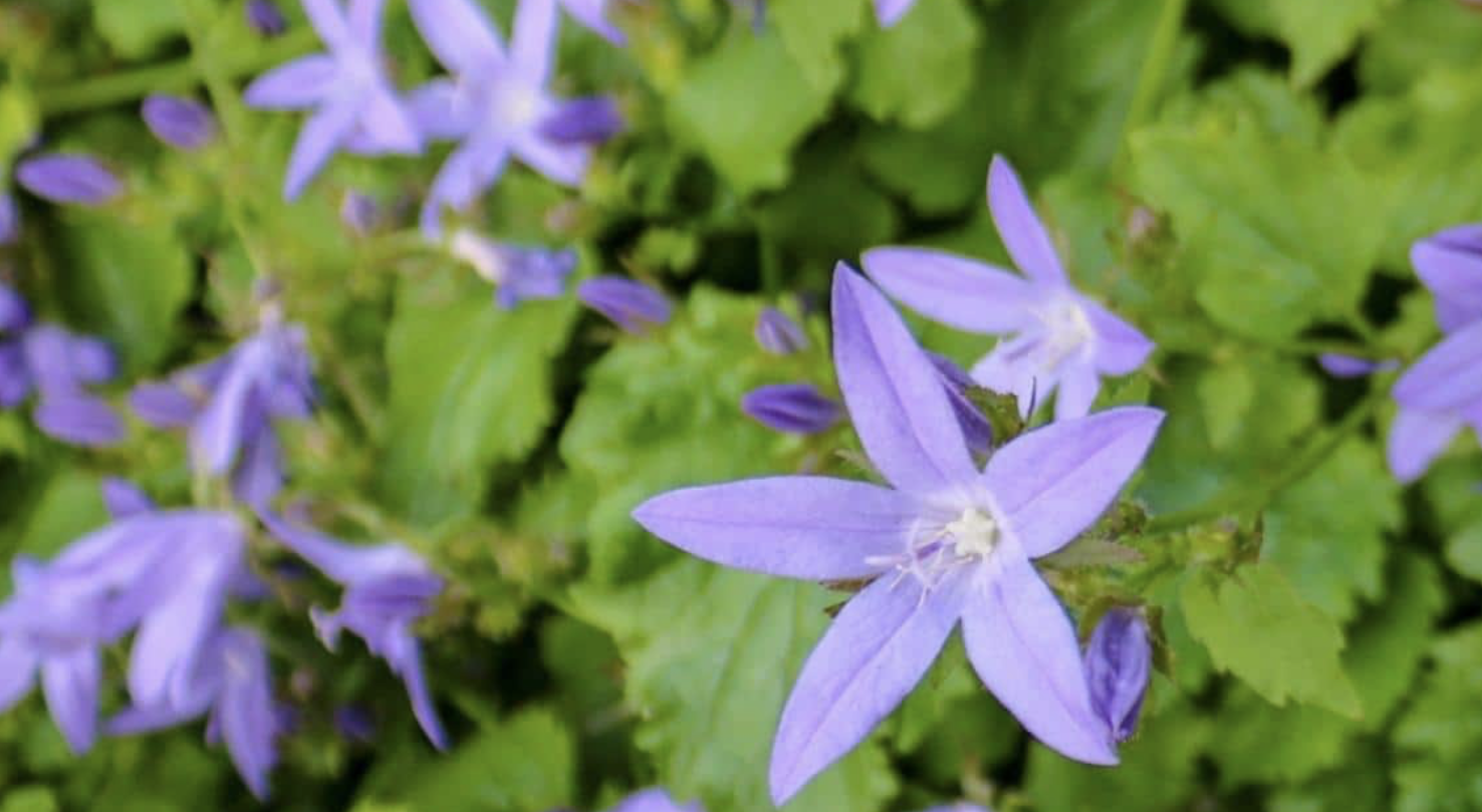 Flower 237