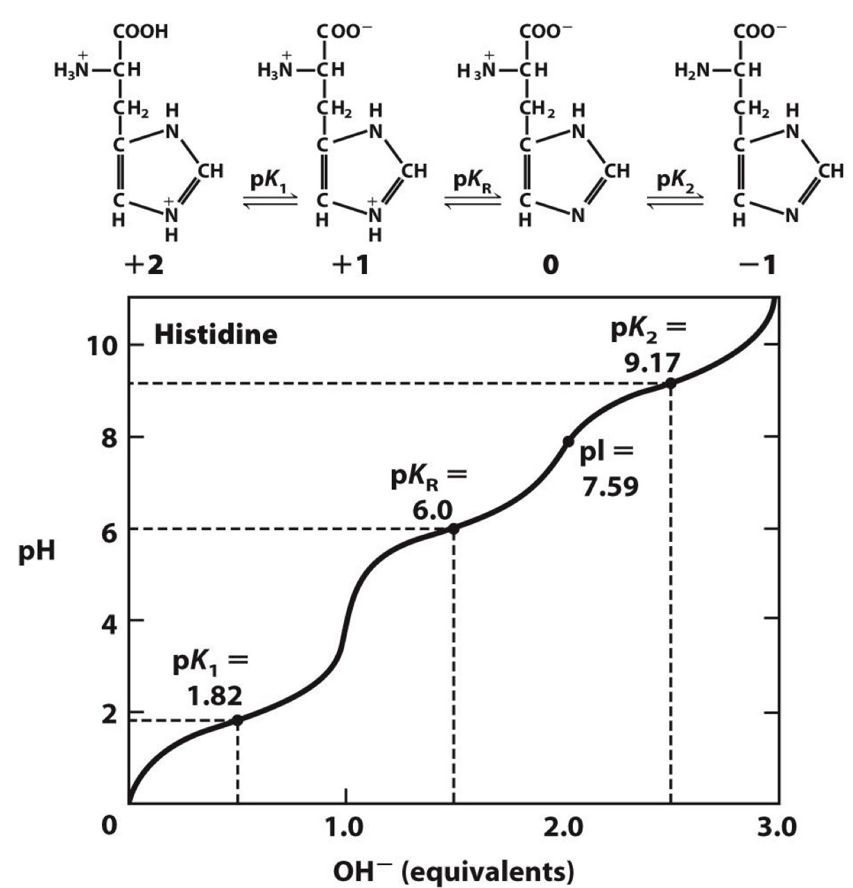 <p><span>Histidine has group with pKa = 6</span></p><p><span>-Near pH in cells (~ 7)</span><br>-<span>Explains why it is a good proton donor or acceptor in enzymatic reactions</span></p><p><span>Positively charged R groups</span><br><span data-name="black_medium_square" data-type="emoji">◼</span><span> pKa &gt;&gt; 7 (except histidine)</span><br><span>Negatively charged R groups</span><br><span data-name="black_medium_square" data-type="emoji">◼</span><span> pKa &lt;&lt; 7</span></p>