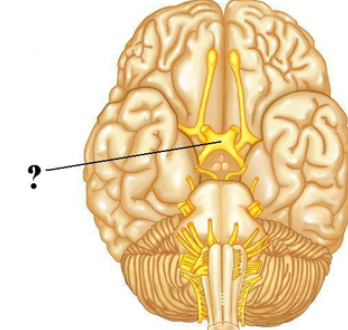 <p><span><span>Identify the indicated structure.</span></span></p>