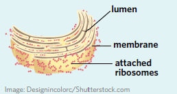 <p>Rough endoplasmic reticulum (RER)</p>