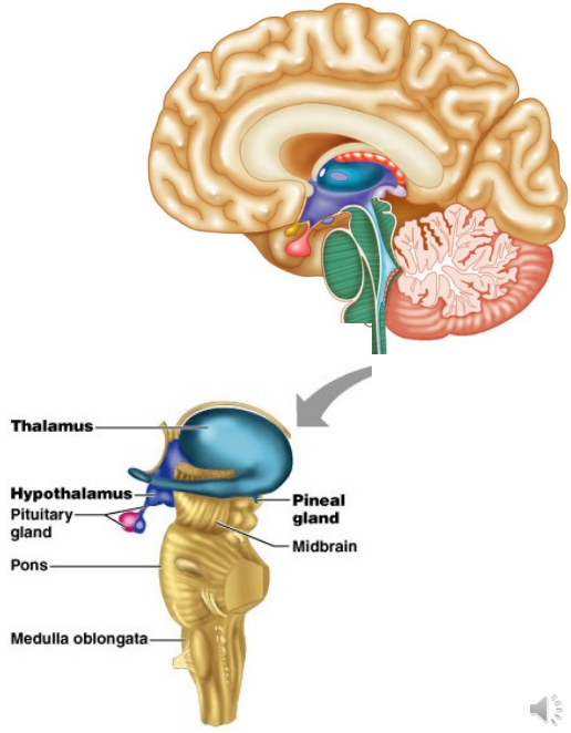 <ul><li><p class="">Thalamus</p></li><li><p class="">Hypothalamus</p></li><li><p class="">Epithalamus (Pineal gland)</p></li><li><p class="">Subthalamus (Subthalamic nucleus)</p></li></ul><p></p>