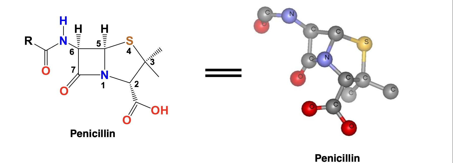 The reactivity is due to the ring strain in the β-lactam ring and the lack of resonance stabilization in the amide bond.