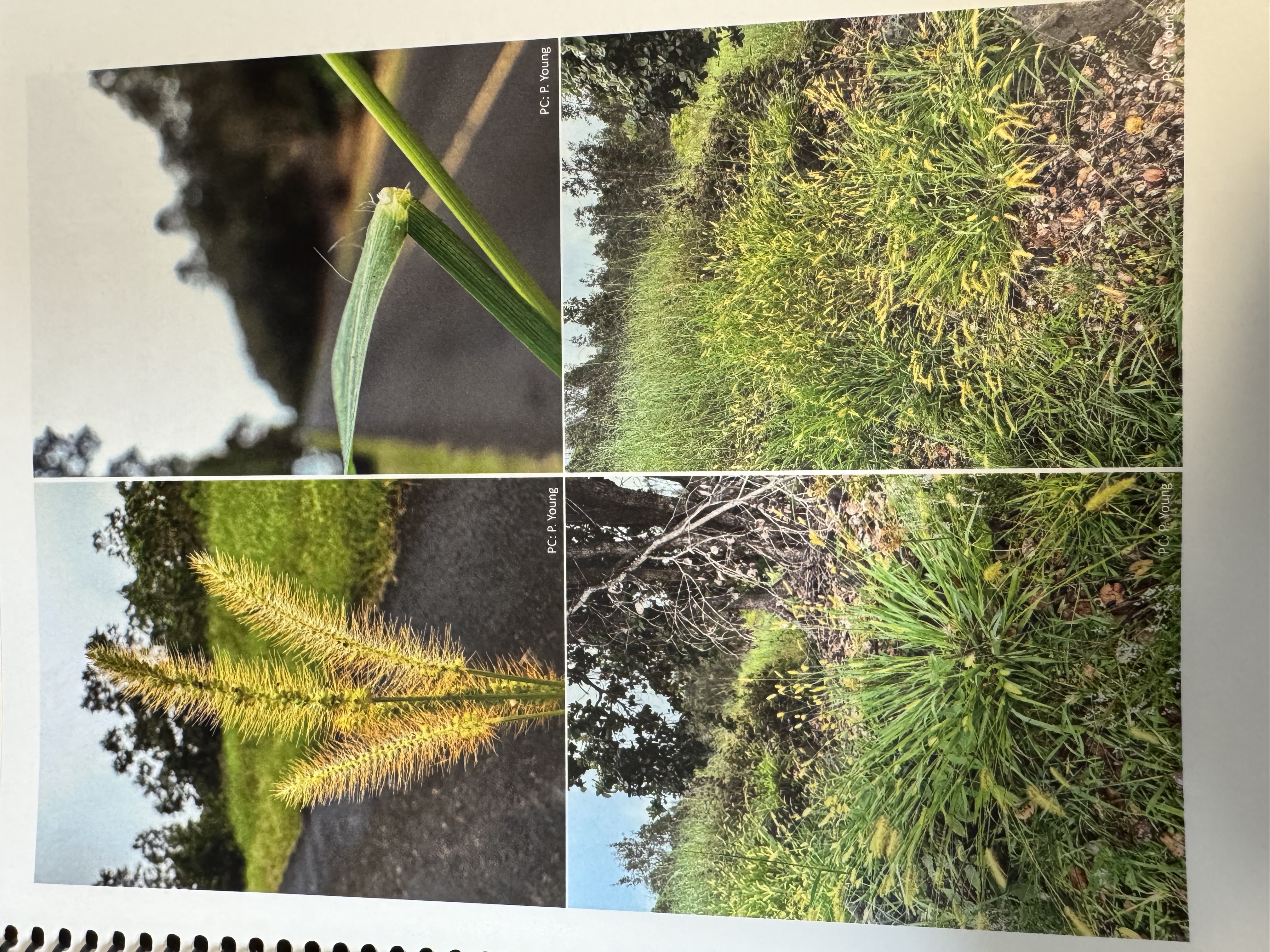 <img src="blob:null/1d6b2bfe-23ef-4a75-ac4f-7e8c07139b15"><p></p>