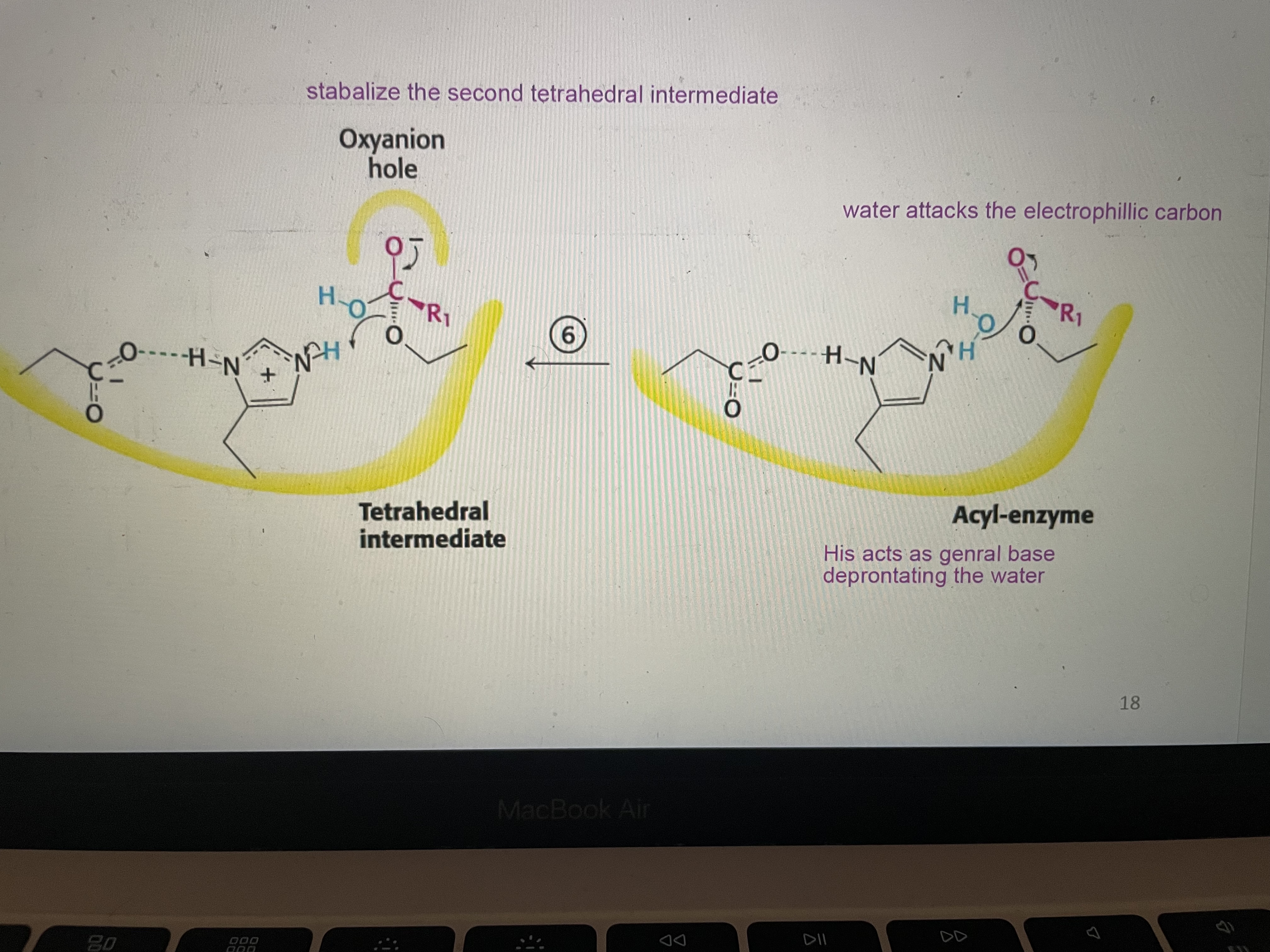 <p>His 57 deprotonates the water to generate a nucleophile, acting as a general base. Water attacks the electrophillic carbon forming the second tetrahedral intermediate that is stabalized by hydrogen bonds in the oxianion hole </p>