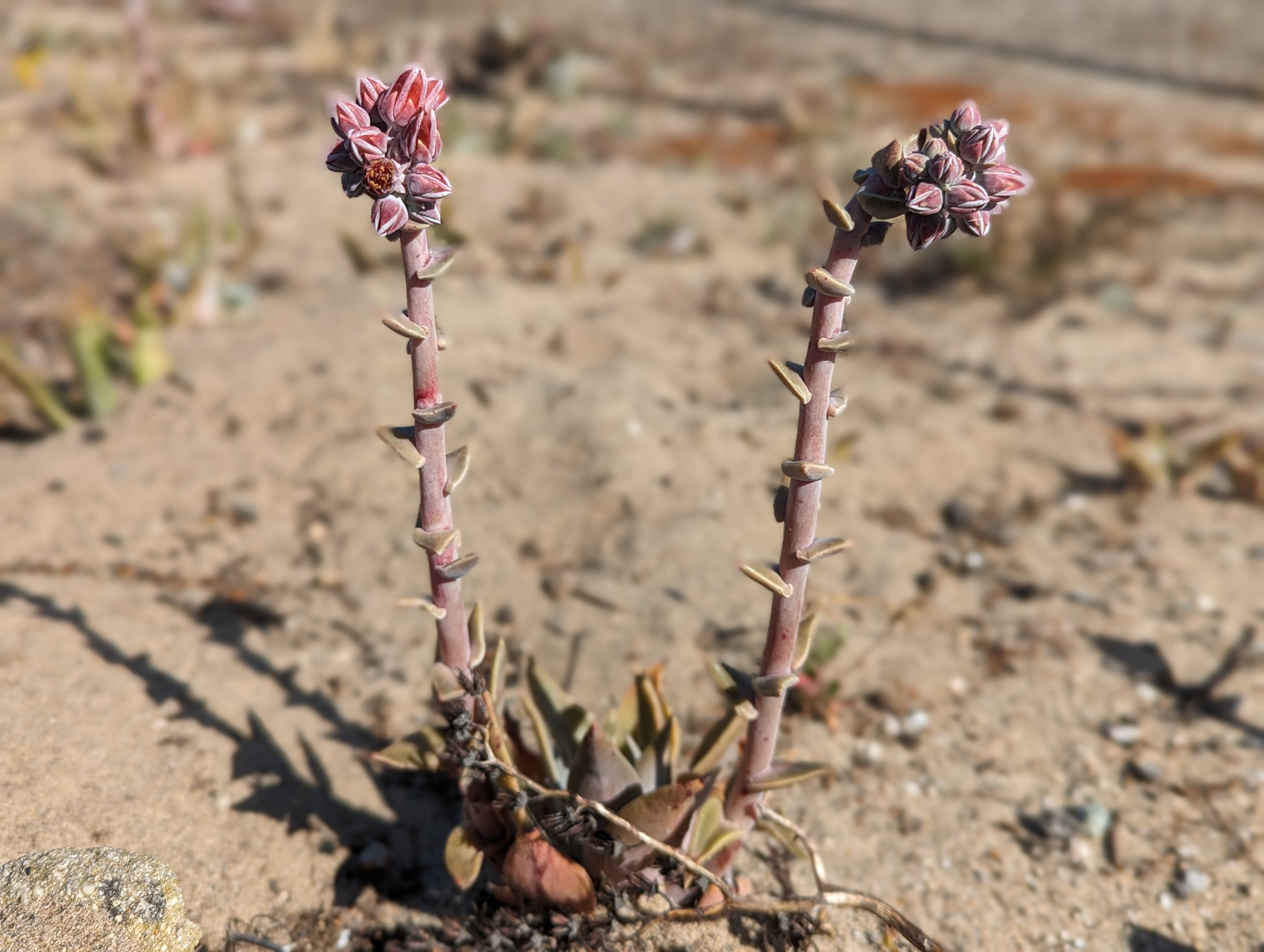 <p><em>Dudleya lanceolata</em></p>