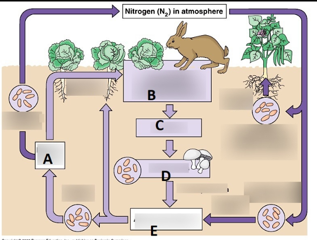 <p>What does E represent? </p>