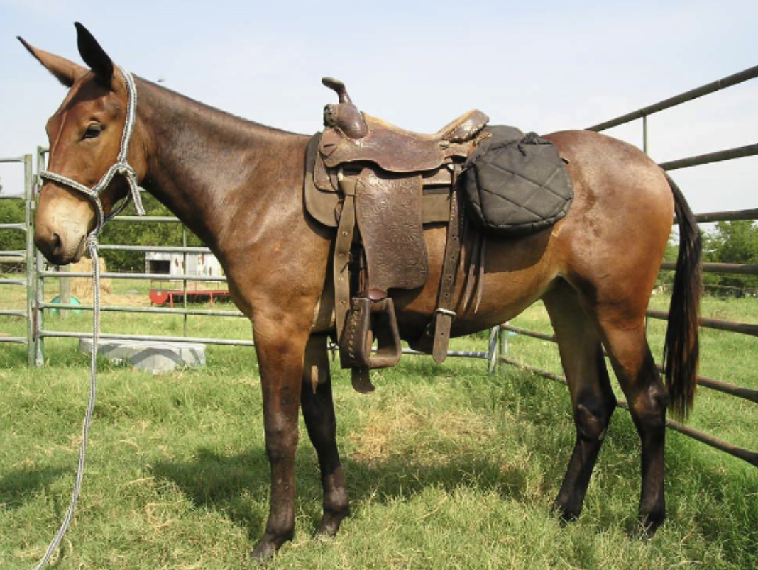 <p>What breed is this?</p>