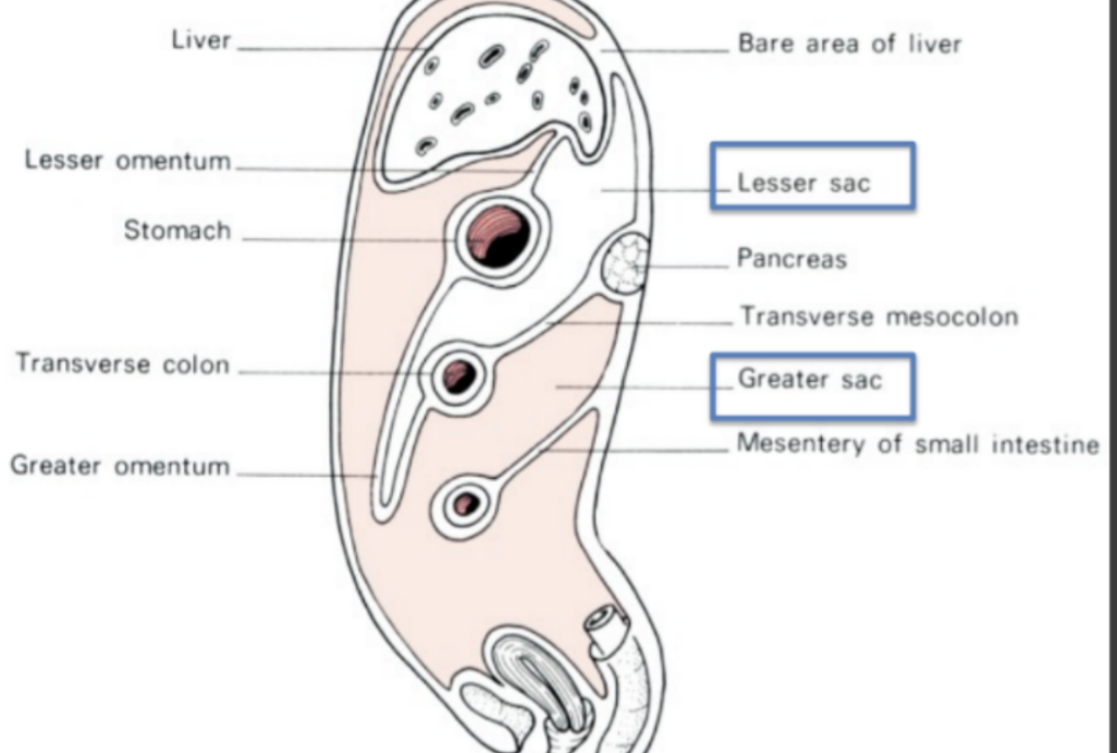 <p>Peritoneal cavity</p>