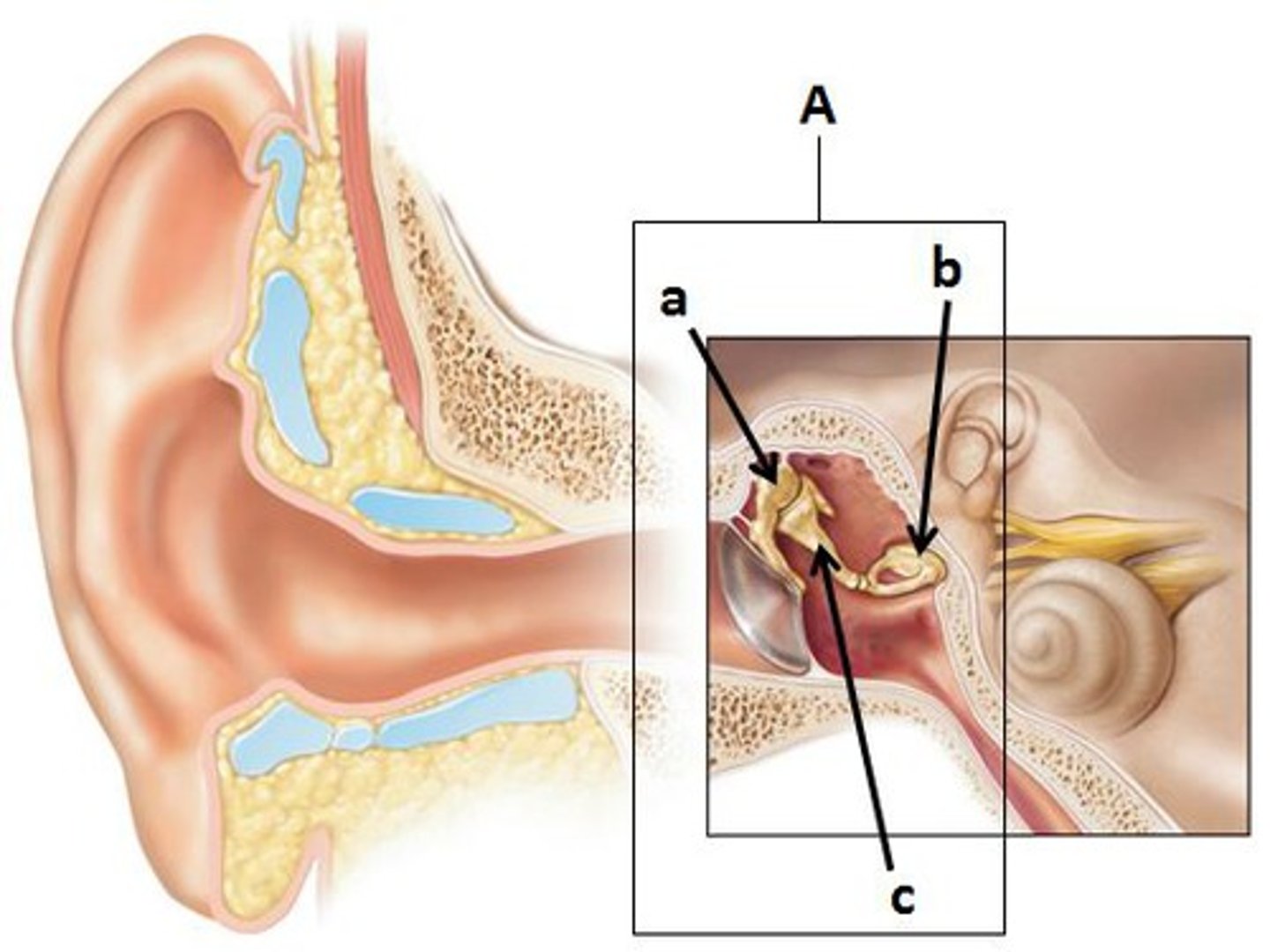<p>What makes up the ossicles?</p>