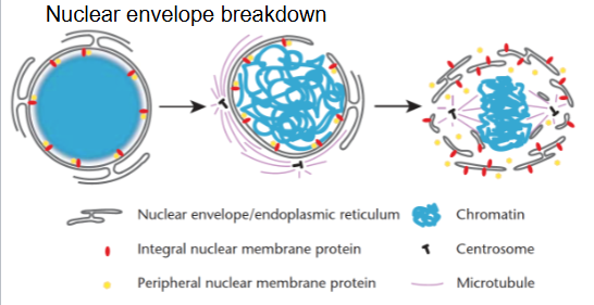 <ul><li><p>Lamin phosphorylation: envelope fragmentation </p></li><li><p>Nuclear envelope assembly: dephosphorylated lamins bind to chromatin and bound to inner membrane, reassemble nuclear envelope </p></li></ul><p></p>