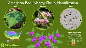 <ul><li><p>Field Identification Characteristics</p><p><strong>Vegetative</strong></p><ul><li><p>Long, arching branches</p></li><li><p>Leaves oval, pointed and serrated</p></li><li><p>Fine hairs on twigs; bark light gray-brown to gray</p></li></ul><p><strong>Floral</strong></p><ul><li><p>Purplish-red clusters of spherical fruits around where leaves attach</p></li></ul></li><li><p>Leaf and Stem Characteristics</p><ul><li><p><strong>Leaf Type: </strong>Simple</p></li><li><p><strong>Leaf Arrangement:</strong> Opposite</p></li><li><p><strong>Leaf Blade Edge: </strong>Serrated</p></li><li><p><strong>Leaf Blade Edge:</strong> 6-15 centimeters</p></li><li><p><strong>Growth Form: </strong><span>Shrub&nbsp;</span></p></li></ul></li><li><p>Floral Characteristics</p><ul><li><p><strong>Petal Number:&nbsp;</strong>4-5</p></li><li><p><strong>Flower Color: </strong>Pink</p></li><li><p><strong>Flower Timing: </strong>June-August</p></li><li><p><strong>Fruit Type:</strong> Drupes</p></li></ul></li></ul><p></p>