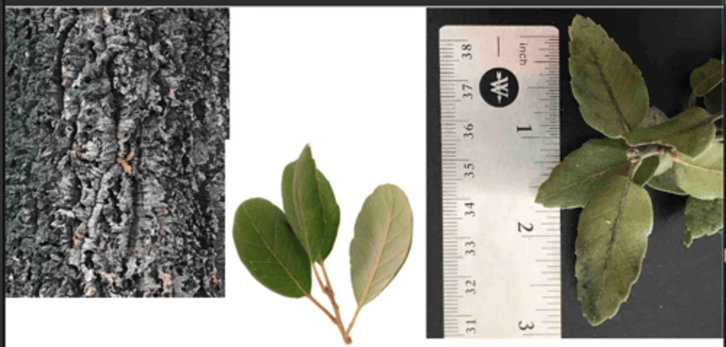 <p>1’. Angiosperms</p><p>----------------</p><p>10’. Leaves simple</p><p>----------------</p><p>23’. Leaves alternate </p><p>----------------</p><p>29’. Leaves not lobed</p><p>----------------</p><p>36’. Leaf base symmetrical</p><p>----------------</p><p>41’. Leaves not large, generally less than 9 inches long</p><p>----------------</p><p>43’. Leaf margins serrate or bearing thin bristles</p><p>----------------</p><p>49’. Leaf ranking spiral</p><p>----------------</p><p>51. Leaves with thin bristles on leaf margin, appearing as serrations (bristles are extensions of leaf veins); fruit an acorn</p><p>----------------</p><p>52’. Leaves mostly flat, margins maybe turned downward slightly, leaf undersurface whitish in color; bark</p><p>extremely thick and spongy</p>