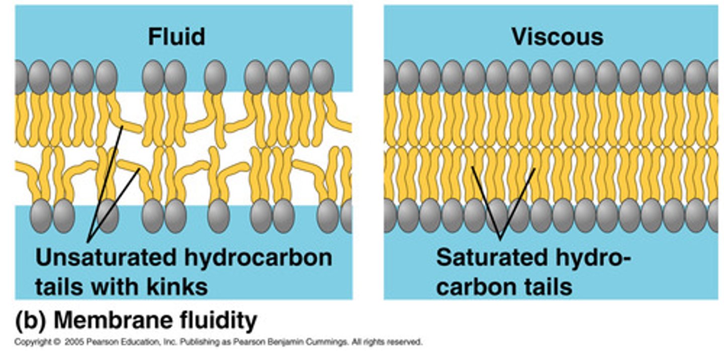 <p>Physical state of lipid molecules</p>