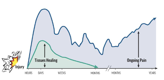 <p><span>•Tissue injuries, even slow- healing ones like intervertebral discs, can heal over time.</span><br><span>•In the acute/subacute phase, pain may correlate with injury— but in chronic cases, other</span><br><span>&nbsp;actors often dominate.</span></p>