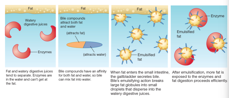 <p>emulsifies </p><ul><li><p>micelles</p></li><li><p>surface area; break down</p></li></ul><p></p>