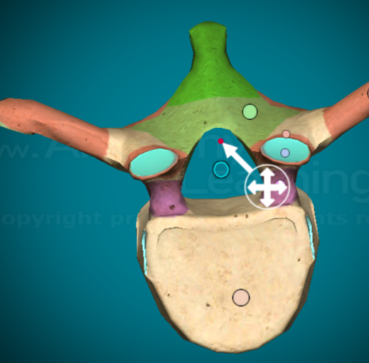 <p>the top curve of the vertebral foramen</p>