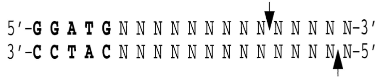 <p>non-specific nuclease; cleaves phosphodiester groups 9 bp away on the 5′ strand and 13 bp away on the 3′ strand, as indicated by arrows.</p>