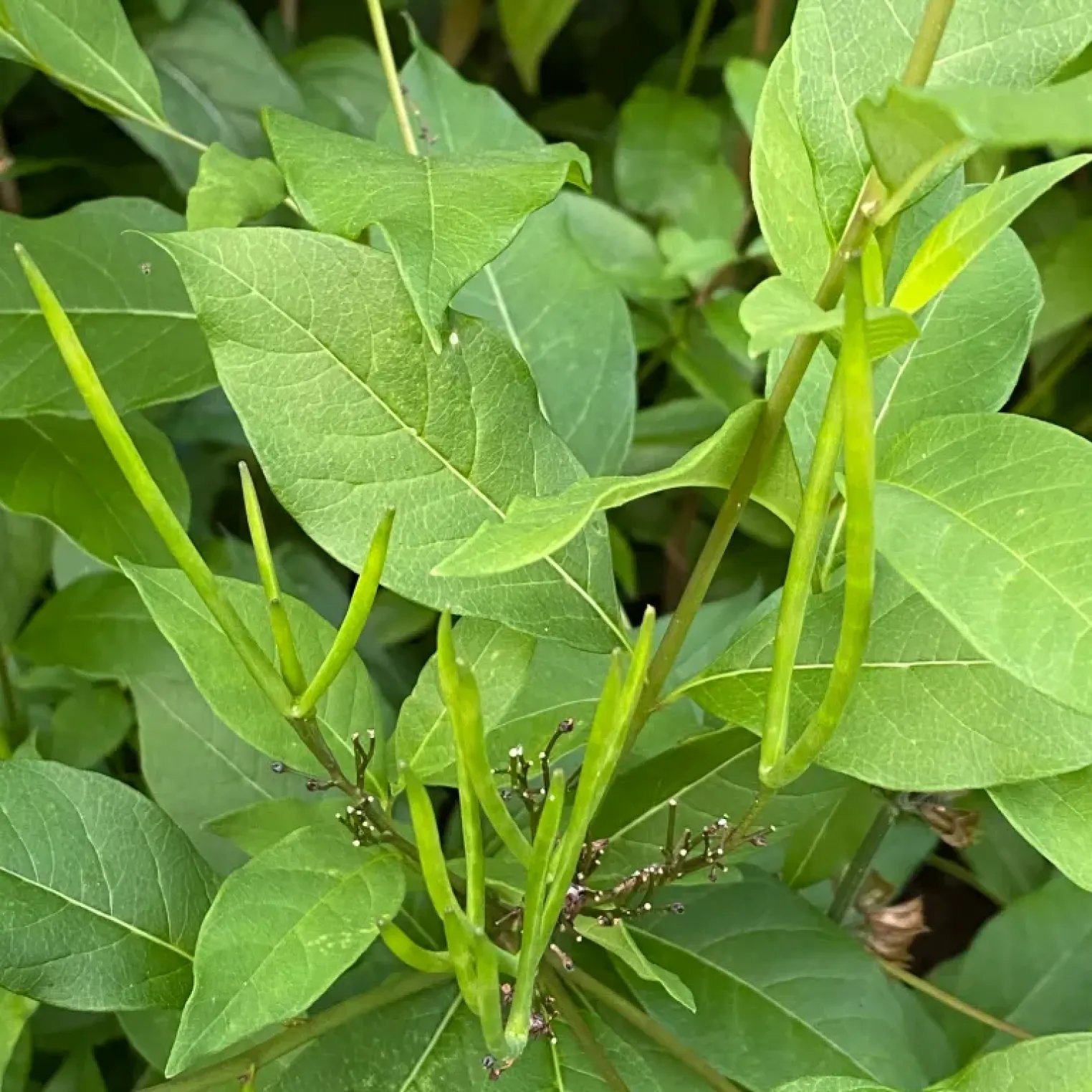 <p>long cigar shaped seed pods, lanceolate shiny leaves, white milky sap</p>